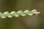 Florida paspalum